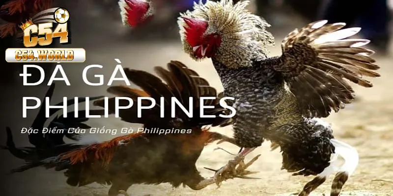 Đá gà Philippines – Giải mã bí quyết chiến thắng lớn với mẹo của chuyên gia 9 Đá gà Philippines