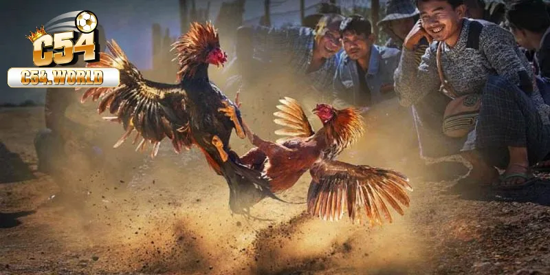 Kinh nghiệm đá gà cựa sắt trực tuyến – Trải nghiệm tuyệt đỉnh 1 kinh nghiệm đá gà cựa sắt